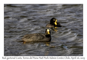 Red-gartered Coots