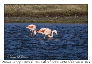 Andean Flamingos