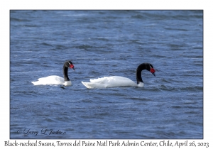 Black-necked Swans