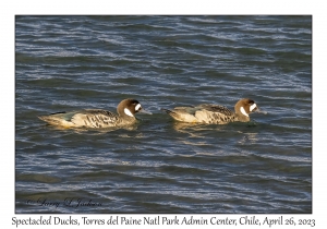 Spectacled Ducks