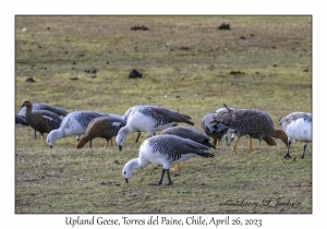 Upland Geese