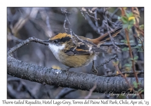 Thorn-tailed Rayadito