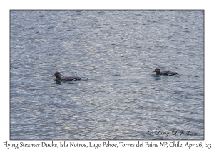 Flying Steamer-Duck