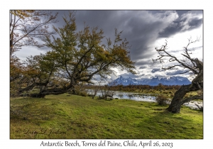 Antarctic Beech