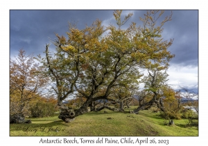 Antarctic Beech