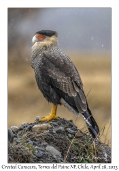 Crested Caracara