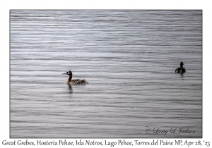 Great Grebes