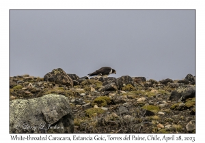 White-throated Caracara