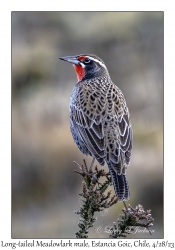 Long-tailed Meadowlark male