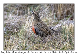 Long-tailed Meadowlark female