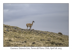 Guanaco