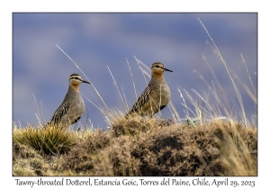 Tawny-throated Dotterels