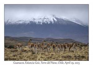 Guanacos