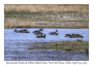 Spectacled Ducks & Yellow-billed Teals