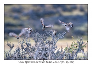 House Sparrows