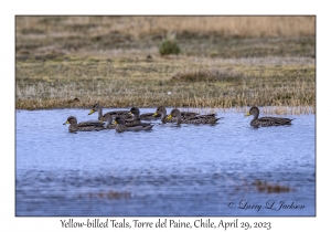 Yellow-billed Teals