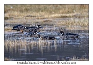 Spectacled Ducks