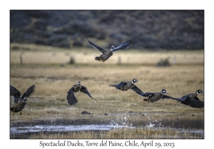 Spectacled Ducks