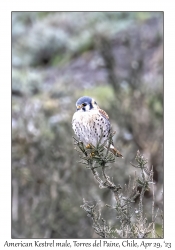 American Kestrel male