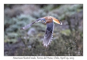 American Kestrel male