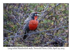 Long-tailed Meadowlark male