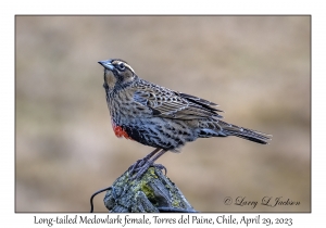 Long-tailed Meadowlark female