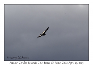 Andean Condor