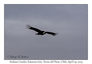 Andean Condor