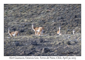 Guanacos