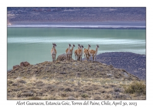 Guanacos