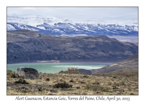 Guanacos