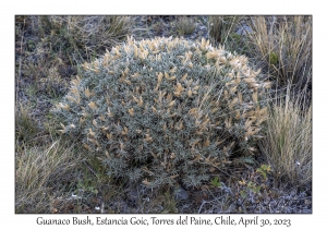 Guanaco Bush