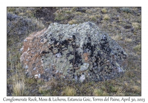 Conglomerate Rock, Moss & Lichens