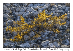 Antarctic Beech