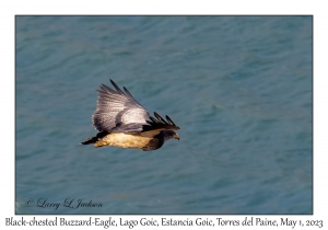 Black-chested Buzzard-Eagle