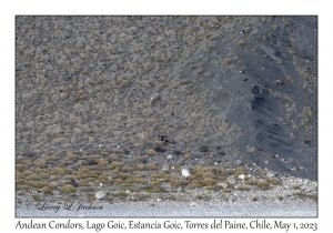 Andean Condors