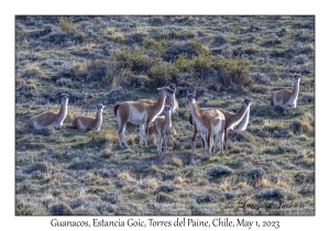 Guanacos