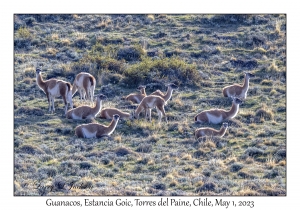 Guanacos