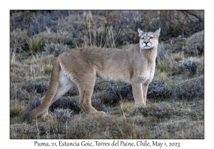 2023-05-01#1374 Puma concolor concolor - Puma, 21, Estancia Goic, Torres del Paine, Chile