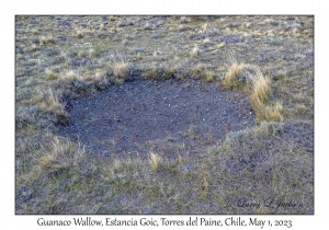 Guanaco Wallow