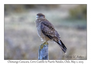 Chimango Caracara