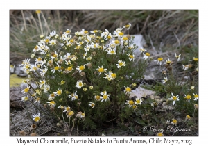 Mayweed Chamomile