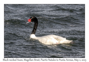 Black-necked Swan