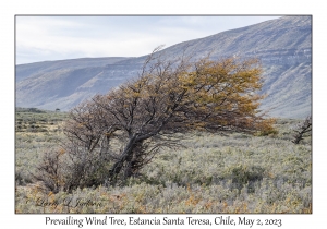 Prevailing Wind Tree