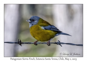 Patagonian Sierra-Finch