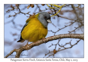 Patagonian Sierra-Finch