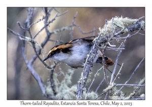 Thorn-tailed Rayadito