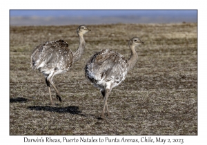 Darwin's Rheas