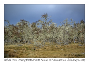 Lichen Trees