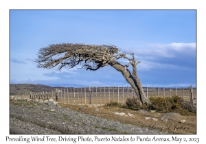 Prevailing Wind Tree